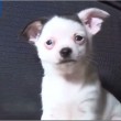 VIDEO YouTube. Chihuahua Adolf Hitler, stessi baffi e frangia del Fuhrer FOTO