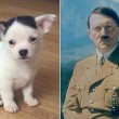 Chihuahua Adolf Hitler, stessi baffi e frangia del Fuhrer 4