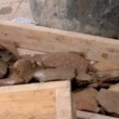 VIDEO YouTube: Tel Aviv, scoperte ceramiche antiche utilizzate per produrre birra6