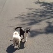 VIDEO YouTube: gatto accompagna in strada cane cieco