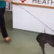 VIDEO YouTube: ritrova padrone dopo 6 mesi, la gioia del cane è incontenibile2