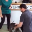 VIDEO YouTube: ritrova padrone dopo 6 mesi, la gioia del cane è incontenibile7