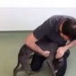 VIDEO YouTube: ritrova padrone dopo 6 mesi, la gioia del cane è incontenibile6