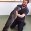 VIDEO YouTube: ritrova padrone dopo 6 mesi, la gioia del cane è incontenibile5