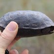 Galapagos, le tartarughe sono tornate: dopo 100 anni avvistate le prime 10 03