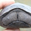 Galapagos, le tartarughe sono tornate: dopo 100 anni avvistate le prime 10 01
