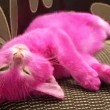 Lina Lenina tinge il gatto di rosa per una festa e lo fa morire avvelenato FOTO