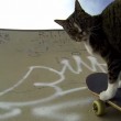 VIDEO YouTube - Il gatto che fa skate