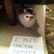 Gatti disobbedienti "umiliati" per i loro "crimini" FOTO 3