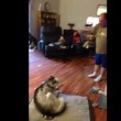 VIDEO YouTube. Husky ruba patate al forno: padrone lo sgrida, filmato è virale2