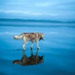Russia, husky siberiani si specchiano nel lago ghiacciato FOT=2