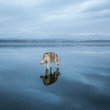 Russia, husky siberiani si specchiano nel lago ghiacciato FOTO