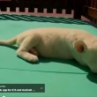 VIDEO YouTube - Cucciolo di leone bianco allo Zoo Beto Carrero in Brasile