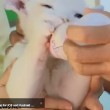 VIDEO YouTube - Cucciolo di leone bianco allo Zoo Beto Carrero in Brasile2