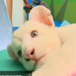 VIDEO YouTube - Cucciolo di leone bianco allo Zoo Beto Carrero in Brasile3