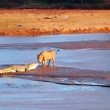 VIDEO YouTube: Sudafrica, 3 leonesse attaccano coccodrillo 5