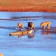 VIDEO YouTube: Sudafrica, 3 leonesse attaccano coccodrillo 4