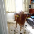 Gb, mucche entrano in casa e fanno cacca dappertutto04