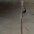ragno redback cattura serpente nella sua ragnatela03