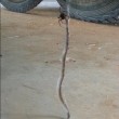 ragno redback cattura serpente nella sua ragnatela