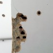 Tunisi, dentro le sale del museo Bardo: FOTO proiettili sui muri