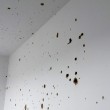 Tunisi, dentro le sale del museo Bardo: FOTO proiettili sui muri 02