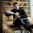 VIDEO YouTube - David Cameron allatta un agnello...campagna elettorale Uk FOTO2