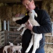VIDEO YouTube - David Cameron allatta un agnello...campagna elettorale Uk FOTO5