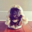 Missasiakinney": bulldog francese Lady Gaga su Instagram