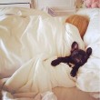 Missasiakinney": bulldog francese Lady Gaga su Instagram 02