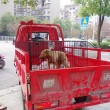 Cina, cane viaggia 400 chilometri nel paraurti di un'auto