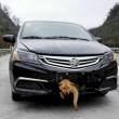Cina, cane viaggia 400 chilometri nel paraurti di un'auto04