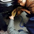 Cina, cane viaggia 400 chilometri nel paraurti di un'auto02