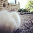 Catscam, macchina fotografica su collare gatto: FOTO su Instagram06