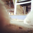 Catscam, macchina fotografica su collare gatto: FOTO su Instagram07
