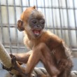 Cina, scimmia razza Francois’ langur ha pelo arancione brillante