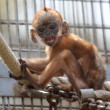 Cina, scimmia razza Francois’ langur ha pelo arancione brillante02