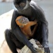 Cina, scimmia razza Francois’ langur ha pelo arancione brillante04