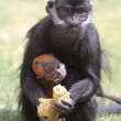 Cina, scimmia razza Francois’ langur ha pelo arancione brillante03
