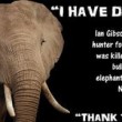 Zimbabwe, elefante spaventato uccide cacciatore di leoni: la rete assolve l'animale02