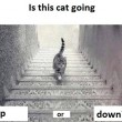 ll gatto sale o scende le scale? Il nuovo indovinello online FOTO