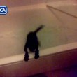 Getta il gatto nel water: 16enne condannato a 9 mesi02