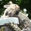 varano australiano divora coniglio