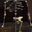 Australopiteco Lucy, osso di babbuino tra i resti dello scheletro antico