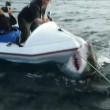 squalo aggredisce gommone troupe televisiva in Nuova Zelanda