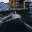 squalo aggredisce gommone troupe televisiva in Nuova Zelanda02