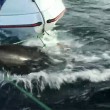 squalo aggredisce gommone troupe televisiva in Nuova Zelanda03