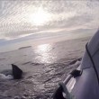 squalo aggredisce gommone troupe televisiva in Nuova Zelanda0