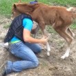 VIDEO YouTube. Pony crede di essere cane: fa le feste al giovane fantino02
