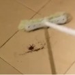 VIDEO YouTube. Non uccidere il ragno con la scopa, ecco cosa succede...